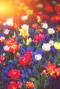 Beautiful blue muscari and multicolor tulips. Spring flowers