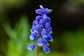 Beautiful blue muscari with raindrops in the spirng garden Royalty Free Stock Photo