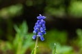 Beautiful blue muscari with raindrops in the spirng garden Royalty Free Stock Photo