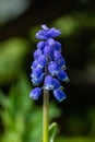 Beautiful blue muscari with raindrops in the spirng garden Royalty Free Stock Photo