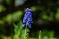 Beautiful blue muscari with raindrops in the spirng garden Royalty Free Stock Photo