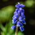 Beautiful blue muscari with raindrops in the spirng garden Royalty Free Stock Photo