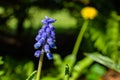 Beautiful blue muscari with raindrops in the spirng garden Royalty Free Stock Photo