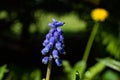 Beautiful blue muscari with raindrops in the spirng garden Royalty Free Stock Photo