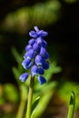 Beautiful blue muscari in the spirng garden Royalty Free Stock Photo