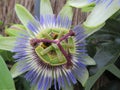 Beautiful blue natural flower with bumblebee inside collecting pollen