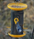 A beautiful blue nuthatch eating seeds on the bird feeder Royalty Free Stock Photo