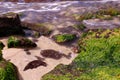 Beautiful beach scene on the island on Maui Hawaii Royalty Free Stock Photo