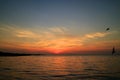 Beautiful blue and orange color of sunrise sky with the silhouette of many seagulls