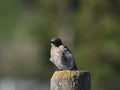 Songbird perched on a fence post Royalty Free Stock Photo
