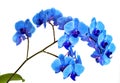 Beautiful blue Orchid without background, bright blue Orchid flowers on a white background. Royalty Free Stock Photo