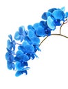 Beautiful blue Orchid without background, bright blue Orchid flowers on a white background. Royalty Free Stock Photo