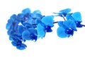 Beautiful blue Orchid without background, bright blue Orchid flowers on a white background. Royalty Free Stock Photo