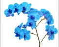 Beautiful blue Orchid without background, bright blue Orchid flowers on a white background.