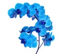 Beautiful blue Orchid without background, bright blue Orchid flowers on a white background. Royalty Free Stock Photo