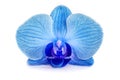 Beautiful blue Orchid without background, bright blue Orchid flowers on a white background. Royalty Free Stock Photo