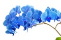 Beautiful blue Orchid without background, bright blue Orchid flowers on a white background. Royalty Free Stock Photo