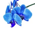 Beautiful blue Orchid without background, bright blue Orchid flowers on a white background. Royalty Free Stock Photo