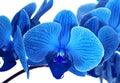 Beautiful blue Orchid without background, bright blue Orchid flowers on a white background.