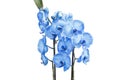 Beautiful blue Orchid without background, bright blue Orchid flowers on a white background. Isolated Royalty Free Stock Photo