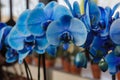 Beautiful blue orchid