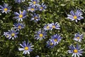 Beautiful blue Osteospermum flowers in the garden