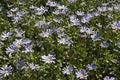 Beautiful blue Osteospermum flowers in the garden