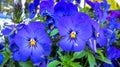 Beautiful Blue Pansies in Full Bloom Royalty Free Stock Photo