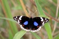 Blue Pansy Butterfly Beautiful Colors Royalty Free Stock Photo