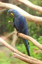 Beautiful blue parrot in Loro Park in Puerto de la Cruz on Tenerife, Canary Islands Royalty Free Stock Photo