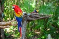 Beautiful blue parrot with red and yellow MÃÂ©xico Royalty Free Stock Photo