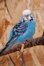 Beautiful blue parrot sits on a branch in aviary Royalty Free Stock Photo