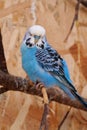 Beautiful blue parrot sits on a branch in aviary Royalty Free Stock Photo