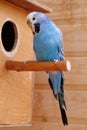 Beautiful blue parrot sits near birdhouse Royalty Free Stock Photo