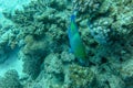 Beautiful Blue Parrotfish feeding on the reef, Marsa Alam, Red Sea, Egypt. Scarus Coeruleus swimming over the seabed with corals. Royalty Free Stock Photo