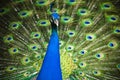 Beautiful blue peacock with colorful open feathers Royalty Free Stock Photo