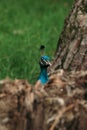 Beautiful blue peacock on green grass walking Royalty Free Stock Photo