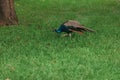 Beautiful blue peacock on green grass walking Royalty Free Stock Photo