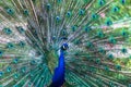 Beautiful blue peacock with its opened tail
