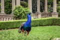 Beautiful blue peacock in the park. Royalty Free Stock Photo