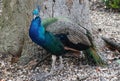 A beautiful blue peacock perching by a tree Royalty Free Stock Photo
