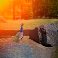 Beautiful blue peacock walks on the lawn under the rays of the sun Royalty Free Stock Photo