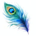 beautiful blue peacocks feather clipart illustration Royalty Free Stock Photo
