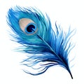 beautiful blue peacocks feather clipart illustration Royalty Free Stock Photo