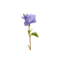 Beautiful blue periwinkle flower with isolated on white background. Purple flower. Royalty Free Stock Photo