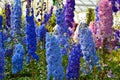 Blue and pink delphinium flowers Royalty Free Stock Photo