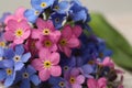 Beautiful blue and pink Forget-me-not flowers on blurred background, closeup Royalty Free Stock Photo