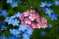 Beautiful blue and pink forget-me-not flowers