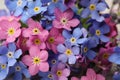 Beautiful blue and pink Forget-me-not flowers, closeup view Royalty Free Stock Photo