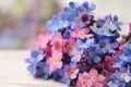 Beautiful blue and pink Forget-me-not flowers on white table Royalty Free Stock Photo